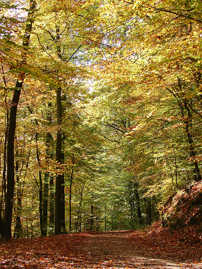 Herbstlicher Forstweg im Weisshauswald