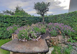 Blick auf einen der beiden Hügel mit Olivenbaum und Lavendelsträuchern als Symbole der italienischen Landschaft. Eine Sitzbank aus Travertinstein lädt die Besucher und Besucherinnen zum Verweilen ein.