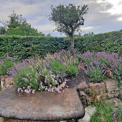 Blick auf einen der beiden Hügel mit Olivenbaum und Lavendelsträuchern als Symbole der italienischen Landschaft. Eine Sitzbank aus Travertinstein lädt die Besucher und Besucherinnen zum Verweilen ein.