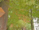 Durch die anhaltende Trockenheit werden auch große Bäume wie die Kastanie am Alleenring (Ecke Kaiser- und Lorenz-Kellner-Straße) so stark geschwächt, dass sie anfälliger für Schädlinge sind. Dazu gehören die Larven der Rosskastanien-Miniermotte, die für die braunen Blätter mitten im Sommer verantwortlich sind. 