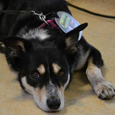 Dreimal wöchentlich fördert Therapiehund Faye gerade bei schwer zugänglichen Patienten die Kontaktaufnahme. Foto: Kristina Kattler