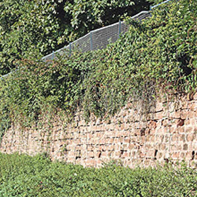 Die Stützmauer hinter der Soccerhalle in Trier-West ist von Pflanzen überwuchert. Zudem weist sie einige Lücken auf. Eine Sanierung ist  dringend erforderlich. Foto: Jugendwerk Don Bosco