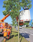 Philipp Jücker entfernt Äste einer Esche an der Zurmaiener Straße. Regelmäßiger moderater Rückschnitt ist entscheidend für die gesunde Entwicklung von Alleenbäumen.