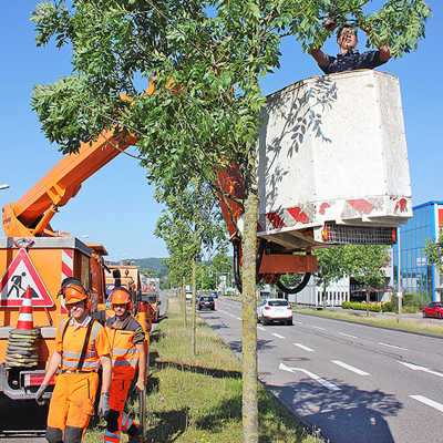 Philipp Jücker entfernt Äste einer Esche an der Zurmaiener Straße. Regelmäßiger moderater Rückschnitt ist entscheidend für die gesunde Entwicklung von Alleenbäumen.