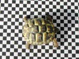 Eine Schildkröte liegt auf einem schwar-weiß kariertem Untergrund.