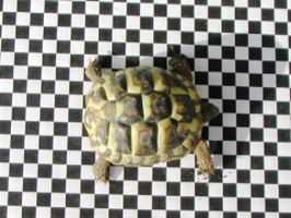Eine Schildkröte liegt auf einem schwar-weiß kariertem Untergrund.