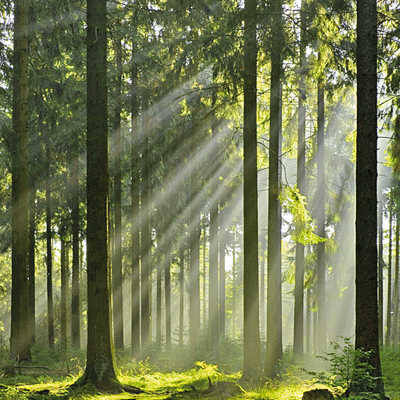 Bei der Diskussion um die Waldbewirtschaftung spielt auch dessen Naherholungsfunktion eine wichtige Rolle. Foto: Forstamt Trier