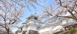 Kirschblüte iom Yukyuzan Park in Nagaoka.