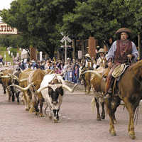 Historischer Viehtrieb an der Stockyards Station. Foto: Fort Worth Convention & Visitor's Bureau 