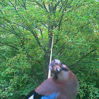 Mit geneigtem Kopf sitzt der Eichelhäher auf der Eichhörnchenbrücke und schaut mitten in die Linse der Wildkamera.