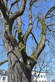 Teil einer winterlich blattlosen Baumkrone, am Baum ist eine Plakette 'Naturdenkmal' befestigt