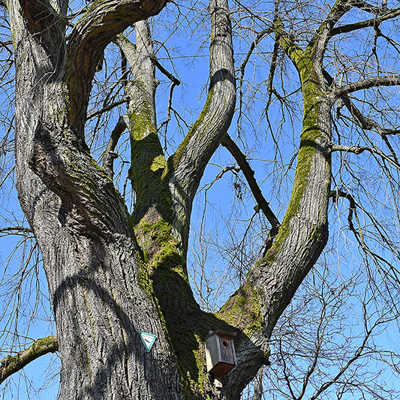 Alte Bäume sind faszinierende Lebewesen und als grüne Lunge unschätzbar wertvoll für das Stadtklima.