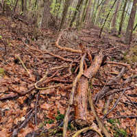 Totholz liegt auf dem Waldboden.