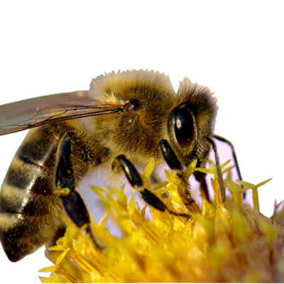 Biene beim Bestäuben einer Blüte. Foto: Grace Winter/<a href="http://www.poixelio.de" target="_blank">pixelio.de</a>
