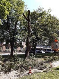 Mitarbeiter von StadtGrün Trier schnitten den Ahorn zurück und stellten hierbei fest, dass eine Fällung leider unvermeidlich ist.