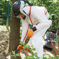 Ein Mitarbeiter des Forstbetriebs Herter mit Schutzanzug saugt ein Nest mit Raupen des Eichenprozessionsspinners ab.