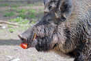 Wildschweine haben sich gut an das städtische Umfeld angepasst. Foto: Michael Ochsenkühn, <a href="http.//www.pixelio.de" target="_blank">pixelio.de</a>