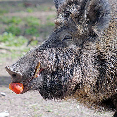 Wildschweine haben sich gut an das städtische Umfeld angepasst. Foto: Michael Ochsenkühn, <a href="http.//www.pixelio.de" target="_blank">pixelio.de</a>