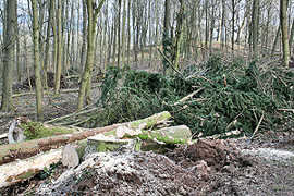 Nach dem Orkan „Xynthia“ im Februar ist im Trierer Stadtwald viel Holz durch Windwurf angefallen