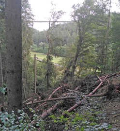Eine Reihe umgestürzter Bäume hat in einem Wald eine Lichtung entstehen lassen