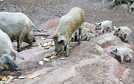 Vier junge Wollschweine und  mehrere ältere Tiere bei ihrem „Frühstück“ im Gehege im Weisshauswald. Die Ferkel werden zusätzlich durch Muttermilch ernährt.