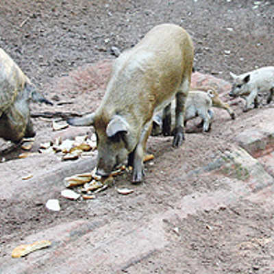 Vier junge Wollschweine und  mehrere ältere Tiere bei ihrem „Frühstück“ im Gehege im Weisshauswald. Die Ferkel werden zusätzlich durch Muttermilch ernährt.