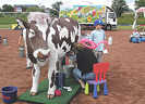 Eine Attraktion beim Familienfest: An einer lebensgroßen Kuh können Kinder das Melken ausprobieren.