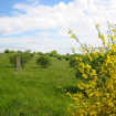 Foto: AVG-Streuobstwiese im Brettenbachtal