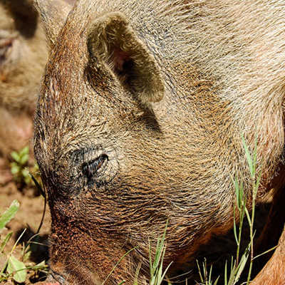 Auf der Suche nach Nahrung durchwühlen Wildschweine gerne auch mal gepflegte Gärten in Wohngebieten. Foto: Pixabay