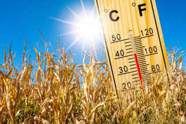 Die Sonne strahlt auf ein ausgedörrtes Getreidefeld, daneben steht ein Thermometer mit der Anzeige 40 Grad Celsius