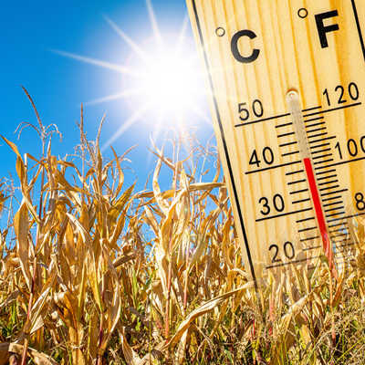 Die Sonne strahlt auf ein ausgedörrtes Getreidefeld, daneben steht ein Thermometer mit der Anzeige 40 Grad Celsius