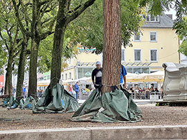 Trierer Stadtbäume mit Bewässerungssäcken. Foto: Grüne 
