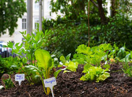 In diesem Frühjahr wurde erstmals vor dem Rathaus am Augustinerhof ein kleines Gemüsebeet angelegt.