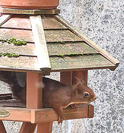 Eichhörnchen in einem Vogelhäuschen. Foto UBT